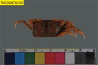 藏品(萬歲大眼蟹)的圖片